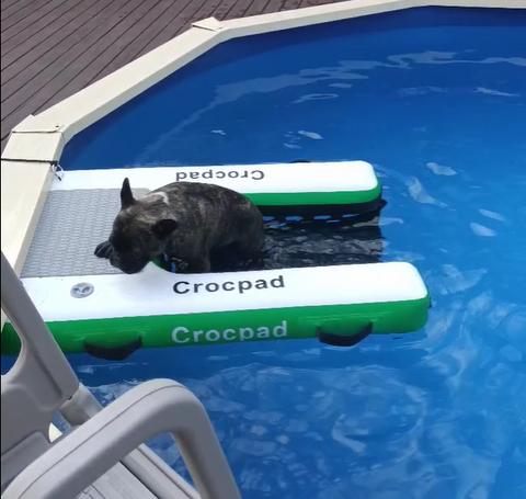 The Benefits of an Inflatable Dog Ramp for Pool, boat, lake and deck