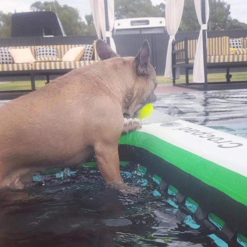 Ultimate Guide to Pool Dog Ramps: Keeping Your Furry Friend Safe in Australian Waters