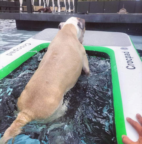 Dog Ramp for Pool: Keep Your Pup Safe This Aussie Summer