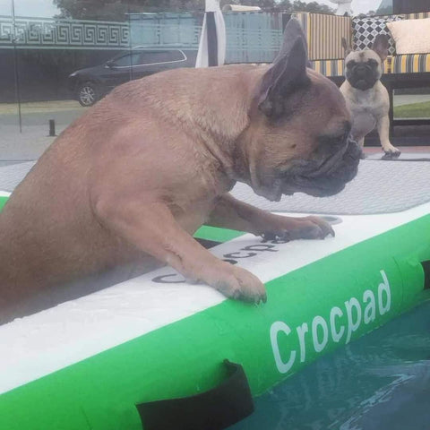 Best Dog Ramps for Pools in Australia 2025