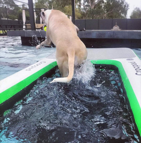 Dog Ramp for Pool: Keep Your Pup Safe in the Water This Summer